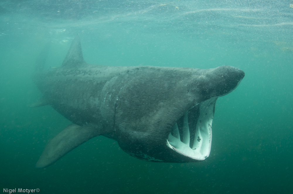 Inishowen Basking Shark Study Group Final Report 2011